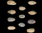 Lot: Fossil Seed Cones (Or Aggregate Fruits) - Pieces #148853-2